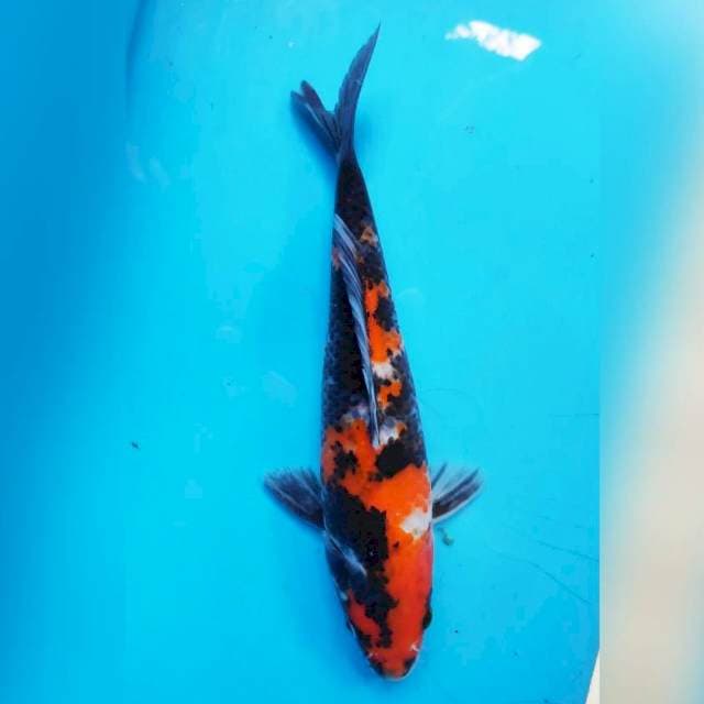 Showa, 20cm