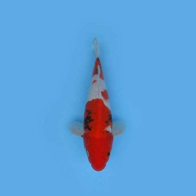 30CM - SANKE