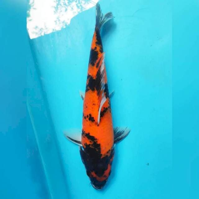 Showa, 21cm