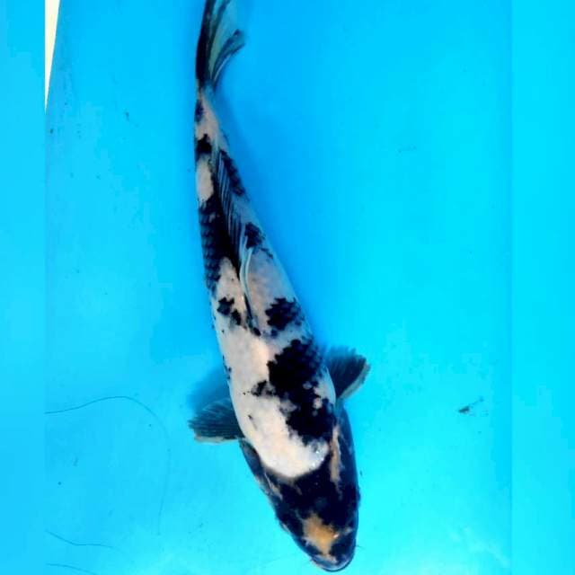 Shiro, 21cm