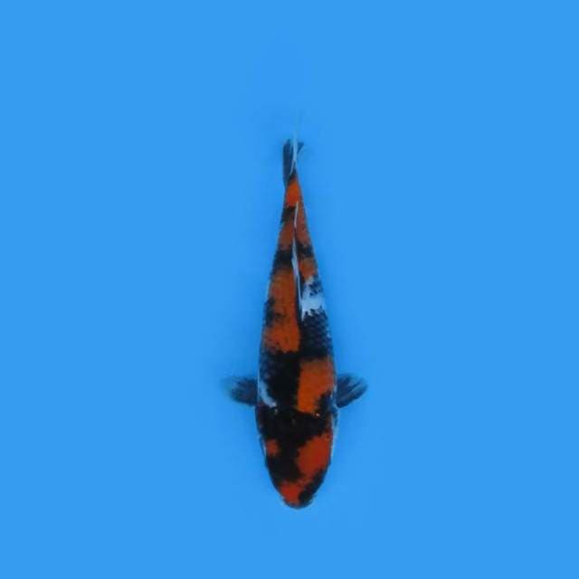 28CM - SHOWA