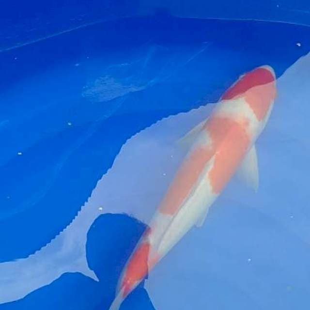 ..maruten kohaku 38cm