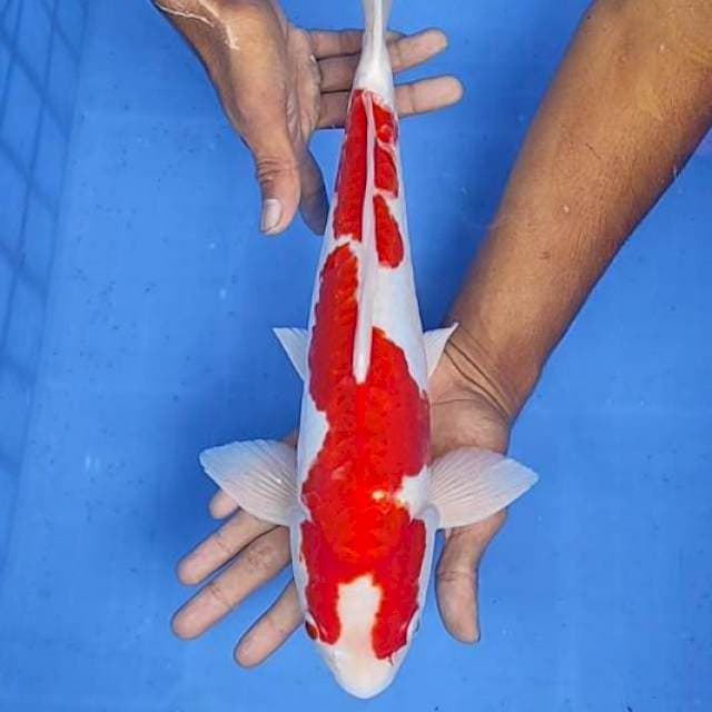 Kohaku doit aragoke 37cm
