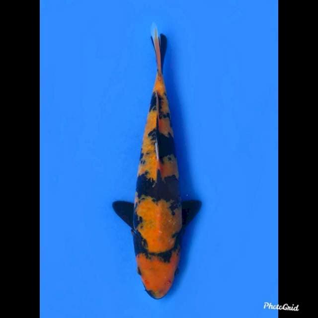 Hi Utsuri SQ , 24cm