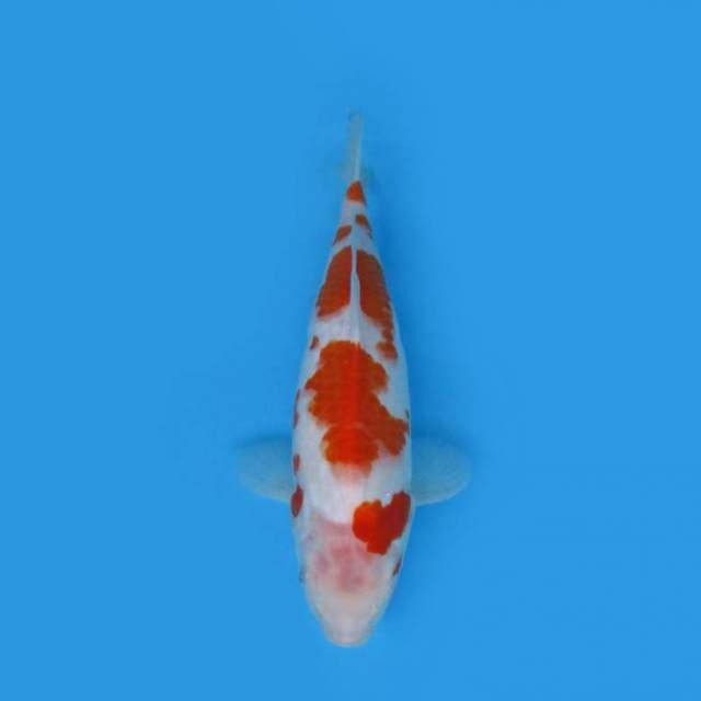 32CM - KOHAKU