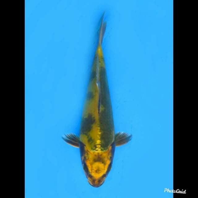 JT Kin Utsuri , 20cm