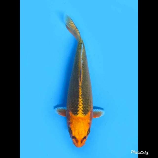 Jt Kin Matsuba , 20cm