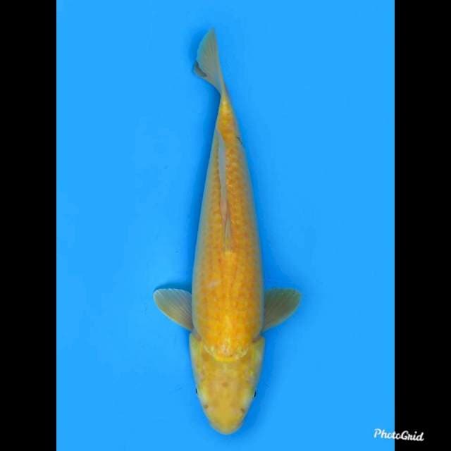 Jumbo Karashigoi , 45cm