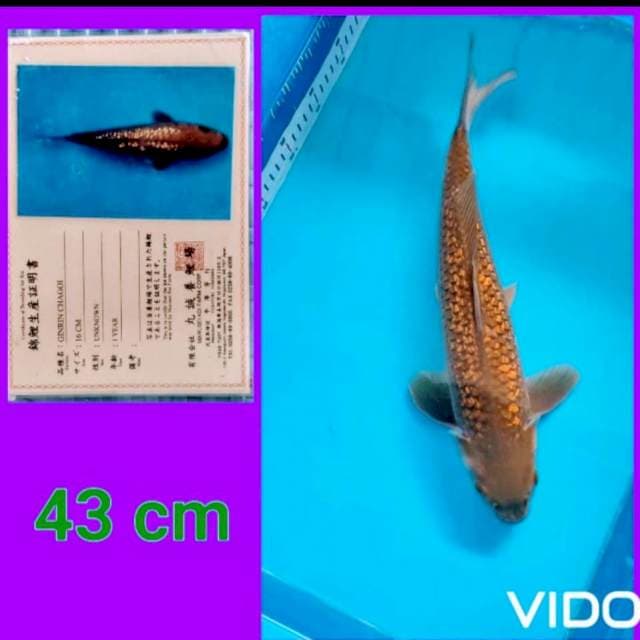 Ginrin chagoi size 44cm fam marusai