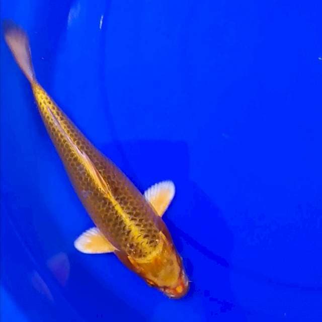 KIN MATSUBA 26 CM