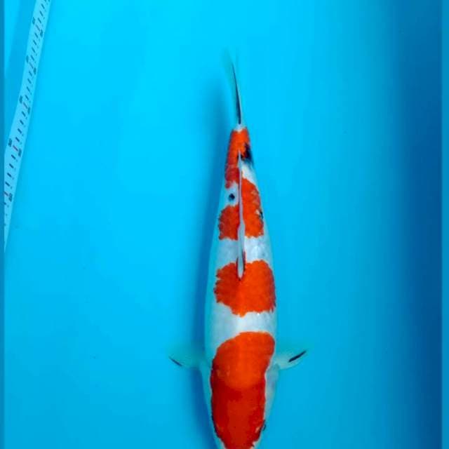 Sanke 39cm