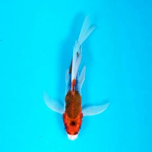 KUMPAY GOSHIKI 23 CM