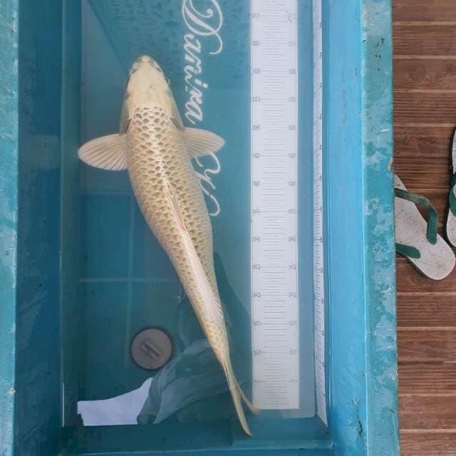 64cm Mukashi