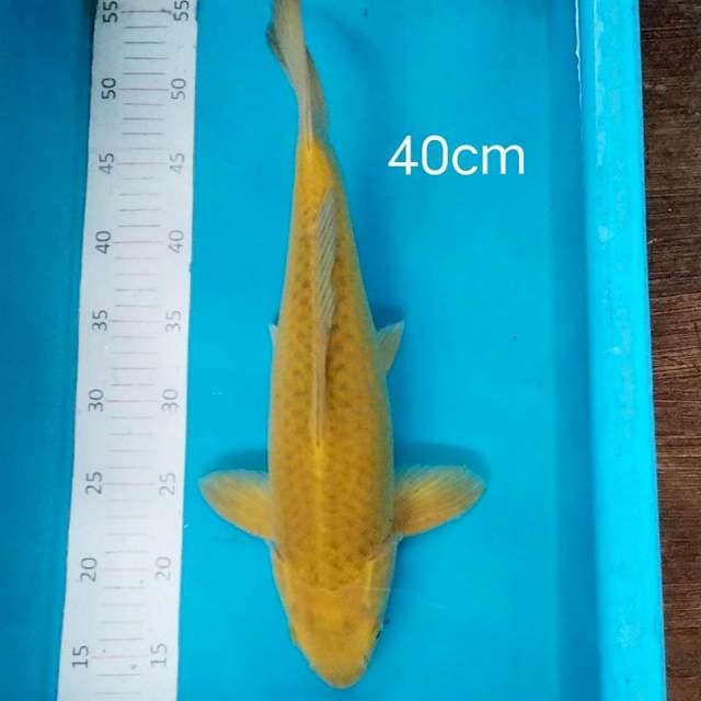 Midorigoi jantan 40cm