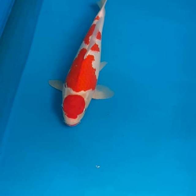 Kohaku 35bu (orange tua)