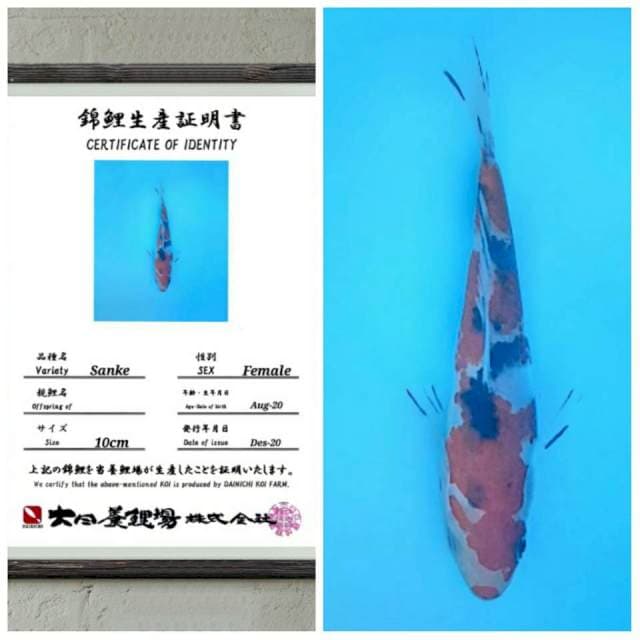RA collection (sanke import super)15bu
