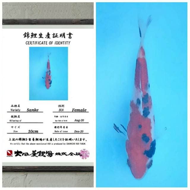 Sanke import merah 15bu