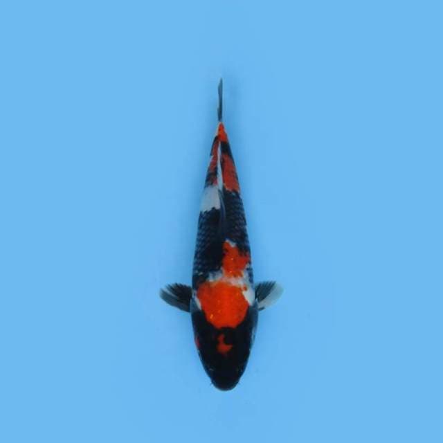 30CM - SHOWA