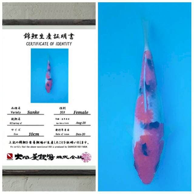 Sanke bulky merah darah import 15bu
