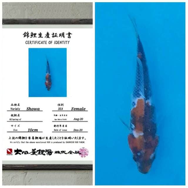RA collection Showa dainichi 15cm