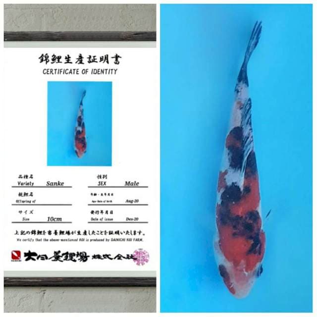 Sanke rasa showa (sanke dainichi 15bu)
