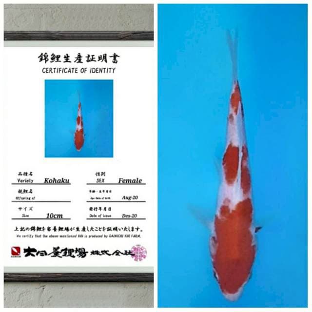 RA Kohaku dainichi 15bu