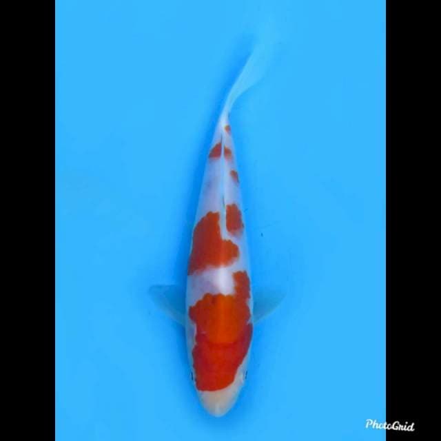 Kohaku Original , 15cm