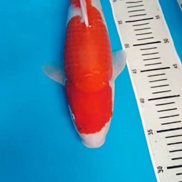Kohaku
