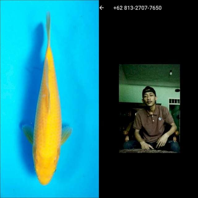 BID RUN WAHYU SETIADI OMONG DOANG. KARASHI 28 CM