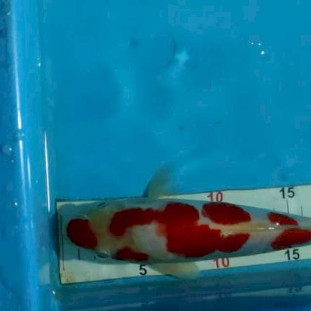 Doitsu kohaku merah merona