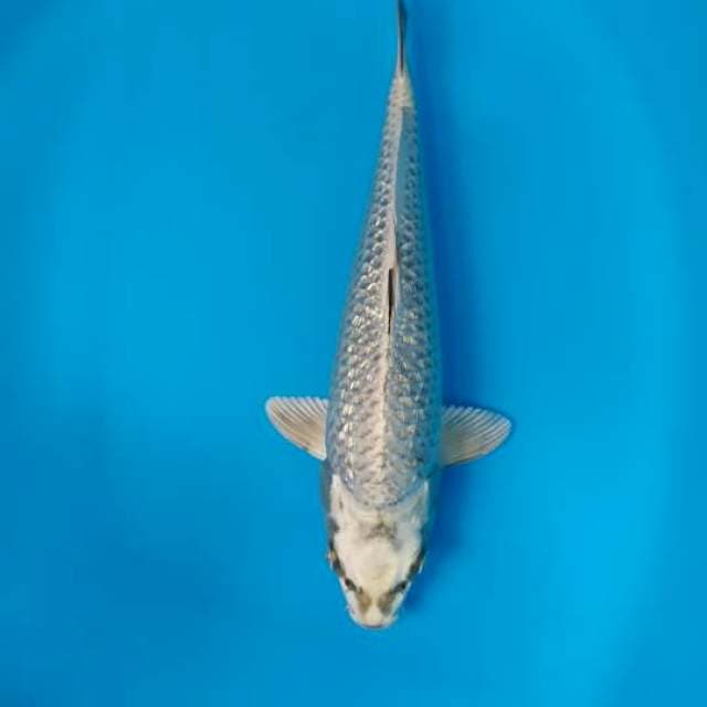 mukasi gindrin berpunuk 29 cm