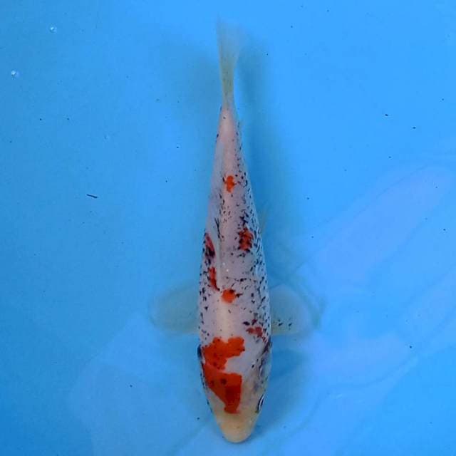 Beni matsukawabake 18 cm