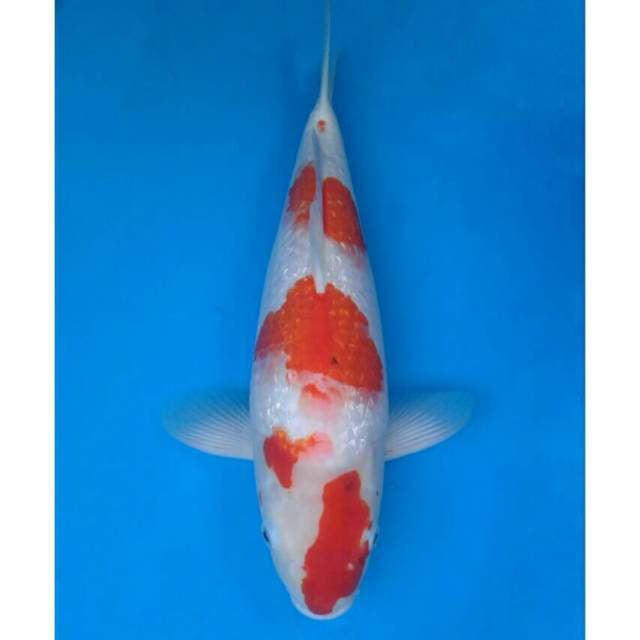 Okawa Kohaku Ginrin