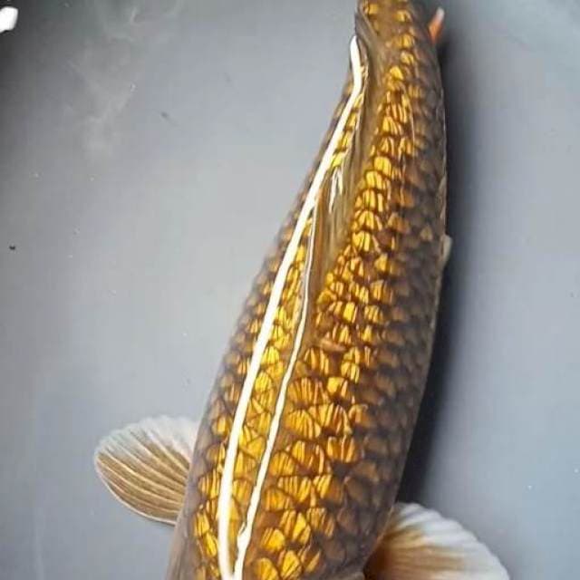MIDORIGOI GINRIN 38 Cm