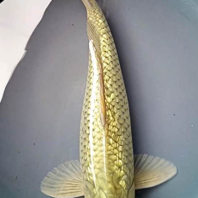 SORAGOI GINRIN BULKY 35 Cm, JANTAN