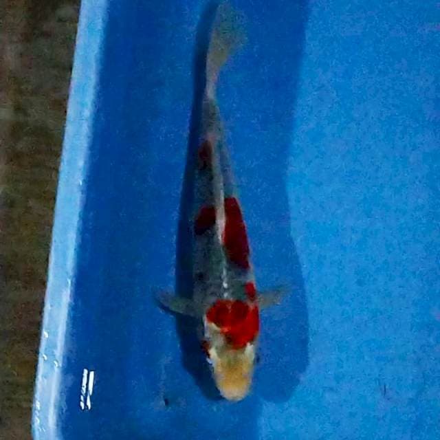 Boshu Goshiki 22cm