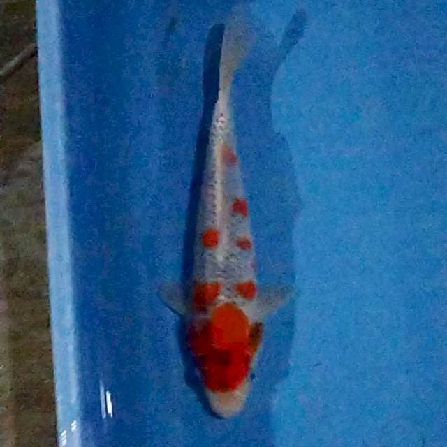 Goshiki 25cm M
