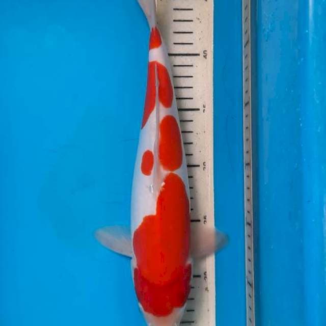 Kuhaku doit 32cm