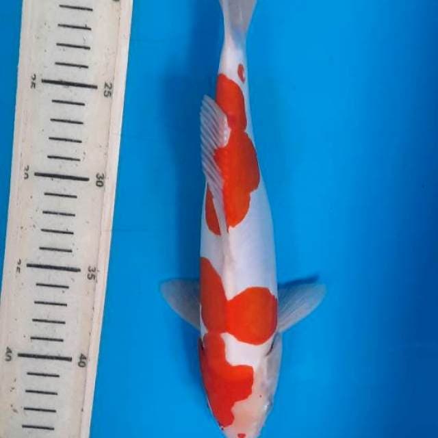 Kuhaku doit 26cm