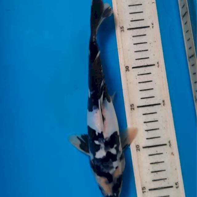 Shiro doit 24cm