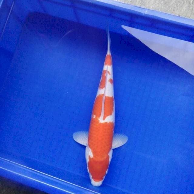 Kohaku Female 40cm