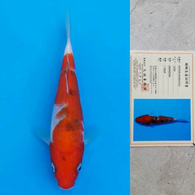 marusei showa 17cm serti