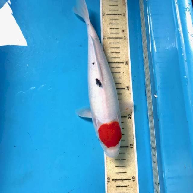 Tancho Sanke, 29 cm