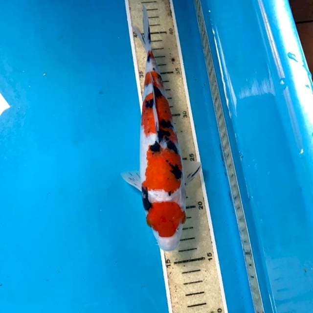 Maruten Sanke, 25 cm