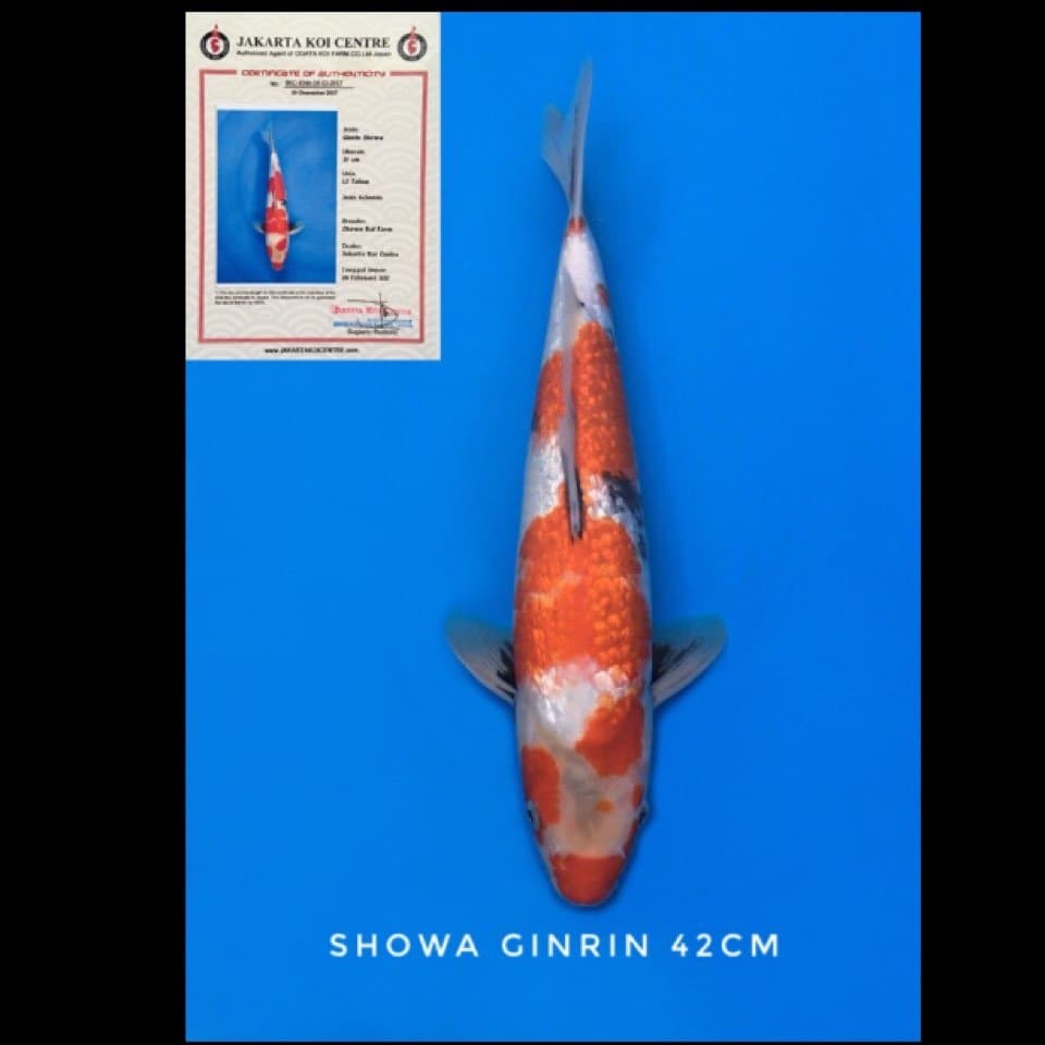 showa ginrin ogata 42cm