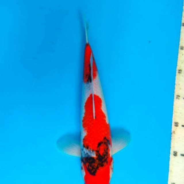 Showa 30cm