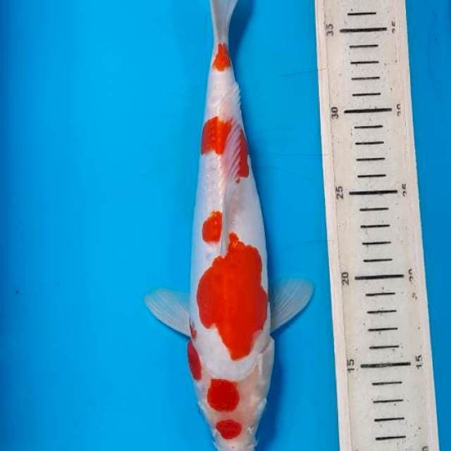 Kuhaku doit 28cm