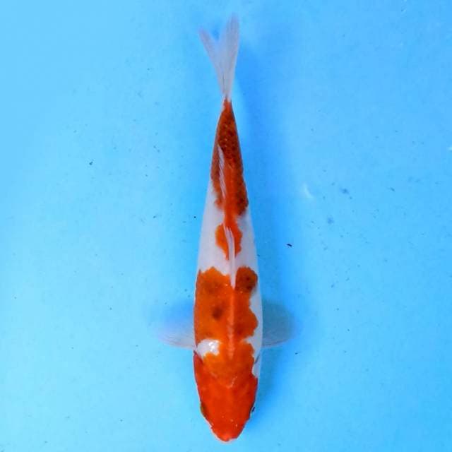 Goromo 23 cm