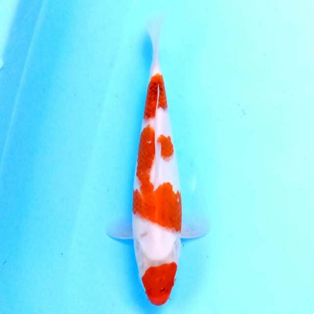 Goromo 22 cm