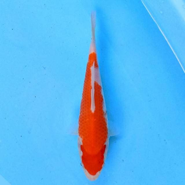 Kohaku 19 cm